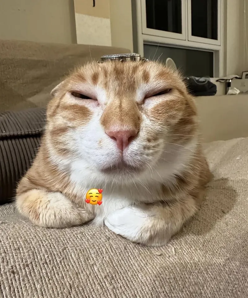 Cười nghiêng ngả với những tấm mèo meme hài bựa độc nhất