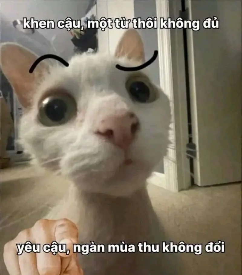BST hình meme hài mèo hot hit khiến dân mạng phát cuồng