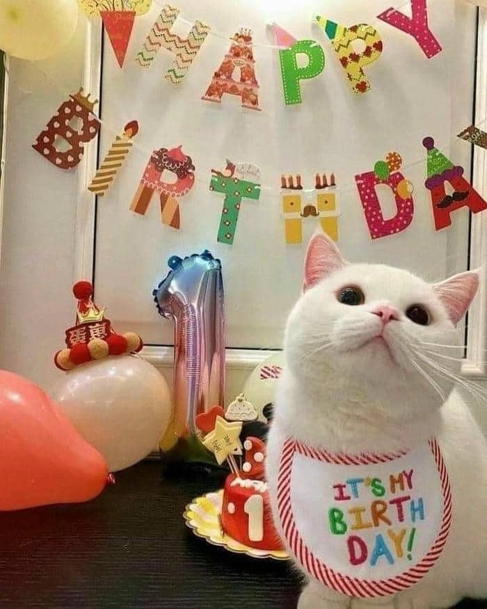 Cười thả ga với happy birthday meme funny cực lầy lội