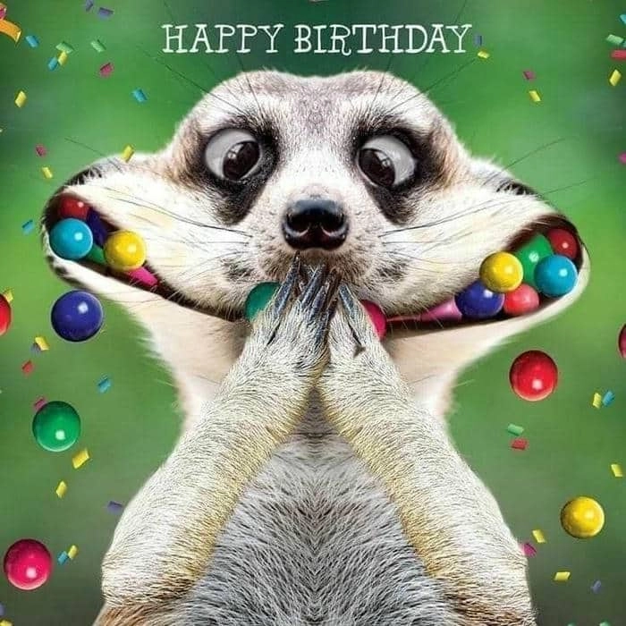Bộ sưu tập Việt hóa happy birthday meme việt siêu bá đạo
