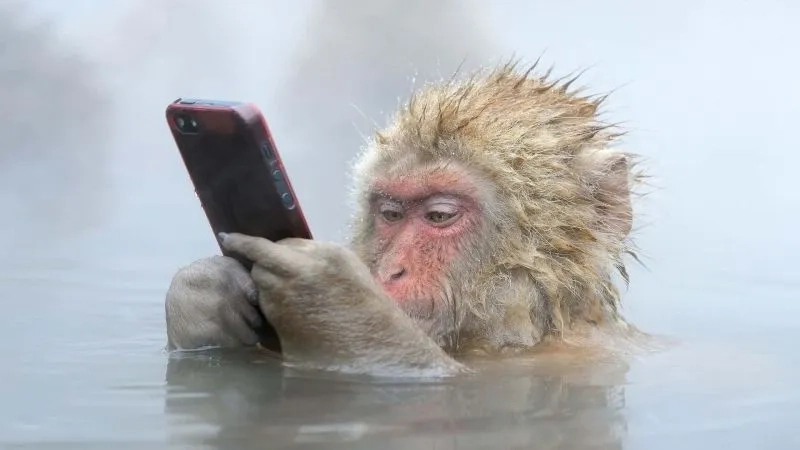Bật cười cùng mặt khỉ meme hài hước khó đỡ
