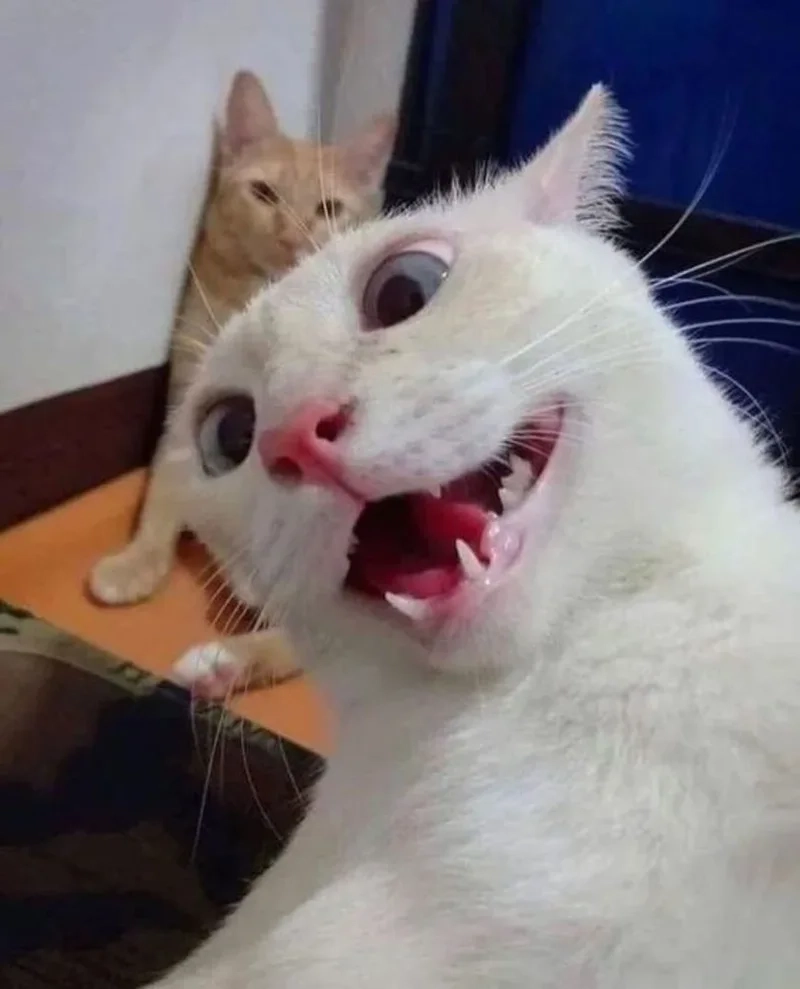 Khi nhìn thấy cười meme mèo bựa bạn sẽ không nhịn được cười