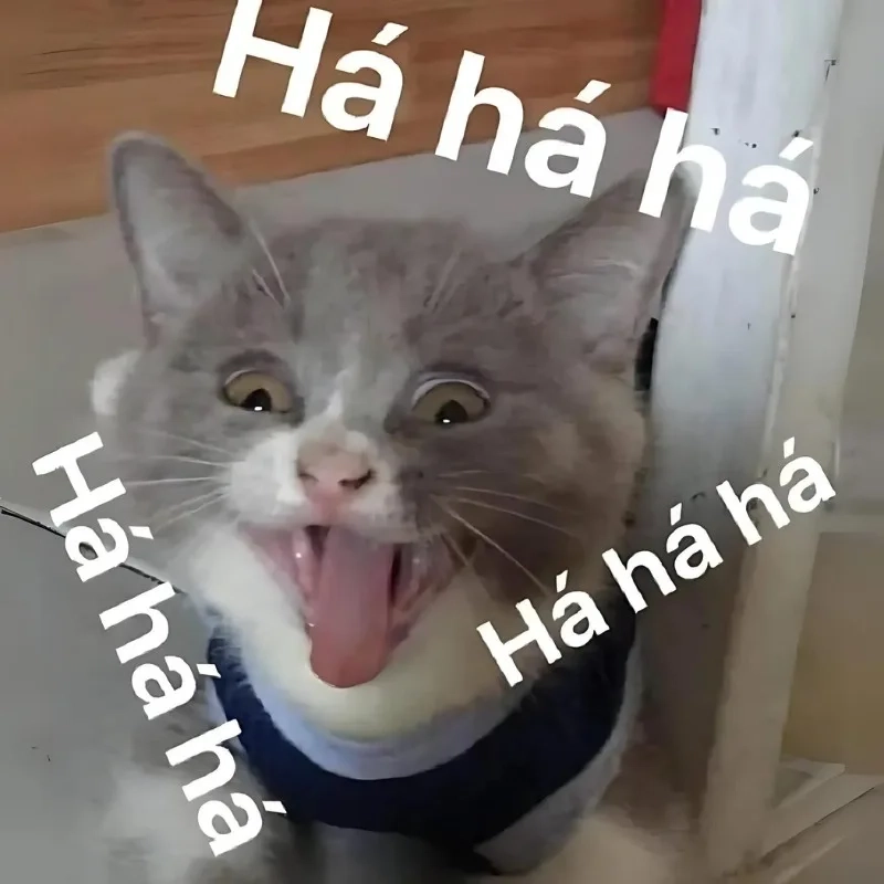 Meme mèo cười là gì?