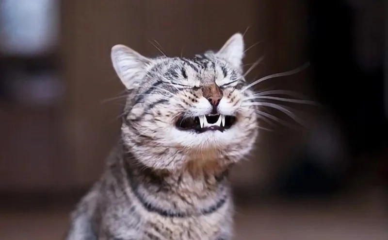 Top những khoảnh khắc bựa meme mèo cười cực chất