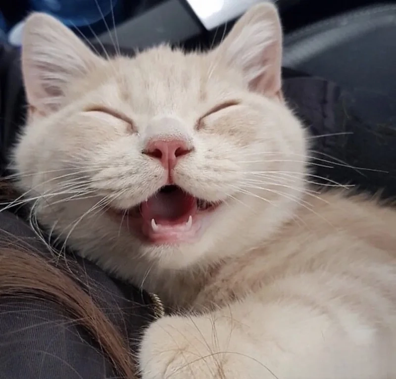 Cười thả ga với loạt cười cười meme mèo bựa mới nhất