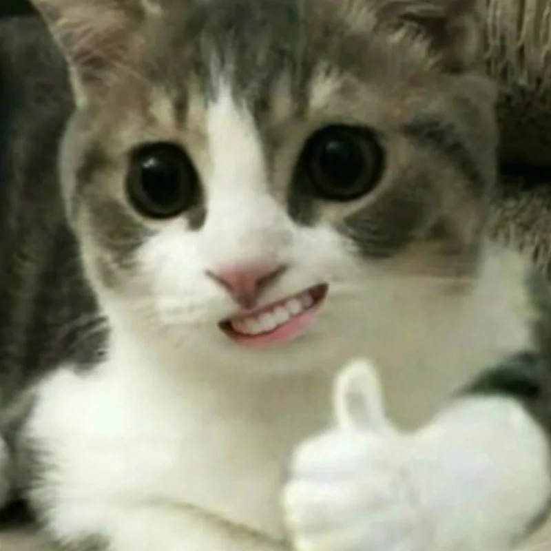 Ngắm ngay ảnh hài meme mèo cười cực dễ thương