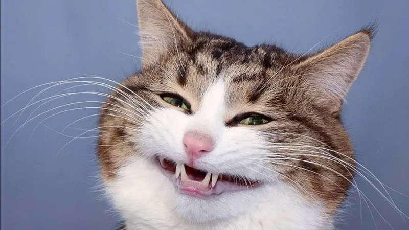 Trọn bộ những pha bựa cười meme mèo bựa khiến bạn cười sặc