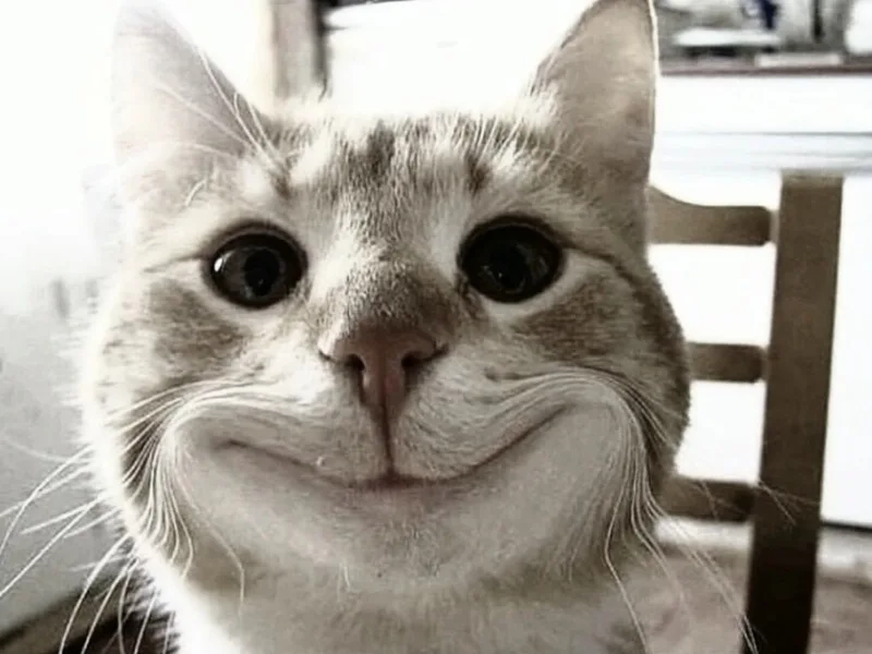 Tận hưởng phút giây thư giãn với buồn cười meme mèo cute