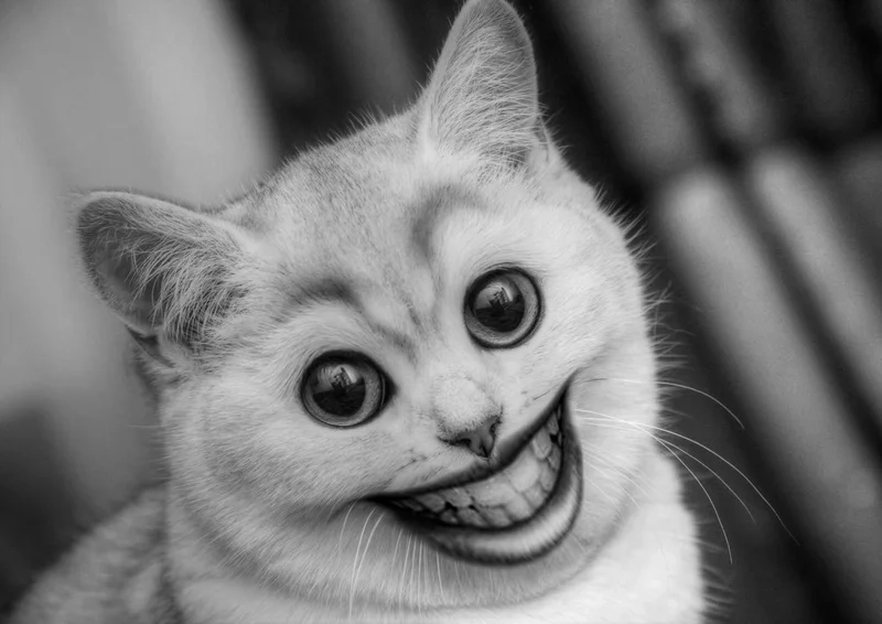 Những pha nghịch ngợm trong cười meme mèo bựa cực bựa