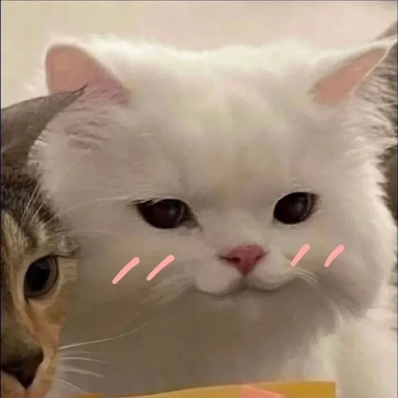 Siêu đáng yêu và hài hước là meme mèo cười cute