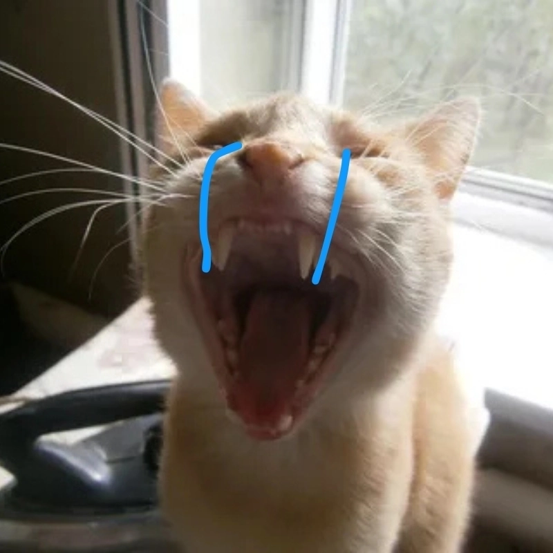 Khi buồn nhưng vẫn đáng yêu nhìn meme mèo khóc cute