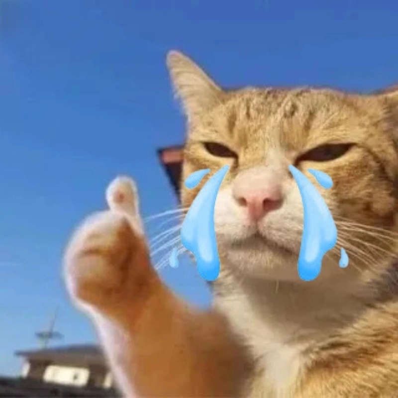 Cười mà rơi nước mắt với mèo khóc meme