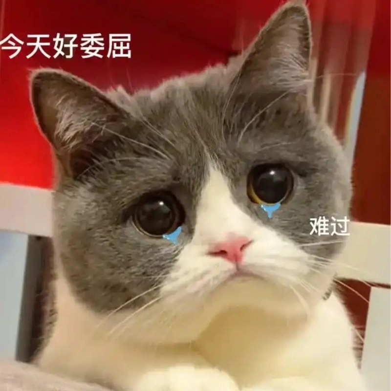 Khi căng thẳng lướt mạng thấy ảnh mèo khóc meme nhẹ lòng