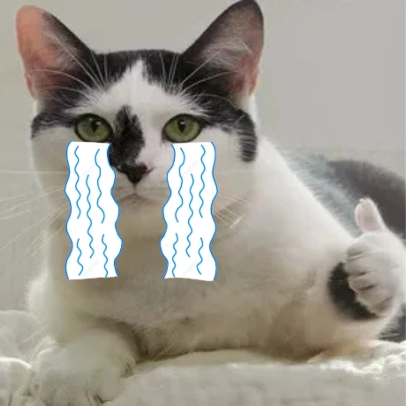 Chia sẻ buồn vui cùng ảnh mèo meme khóc mỗi ngày