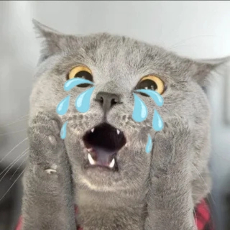 Hình ảnh buồn mà vẫn đáng yêu là hình meme mèo khóc