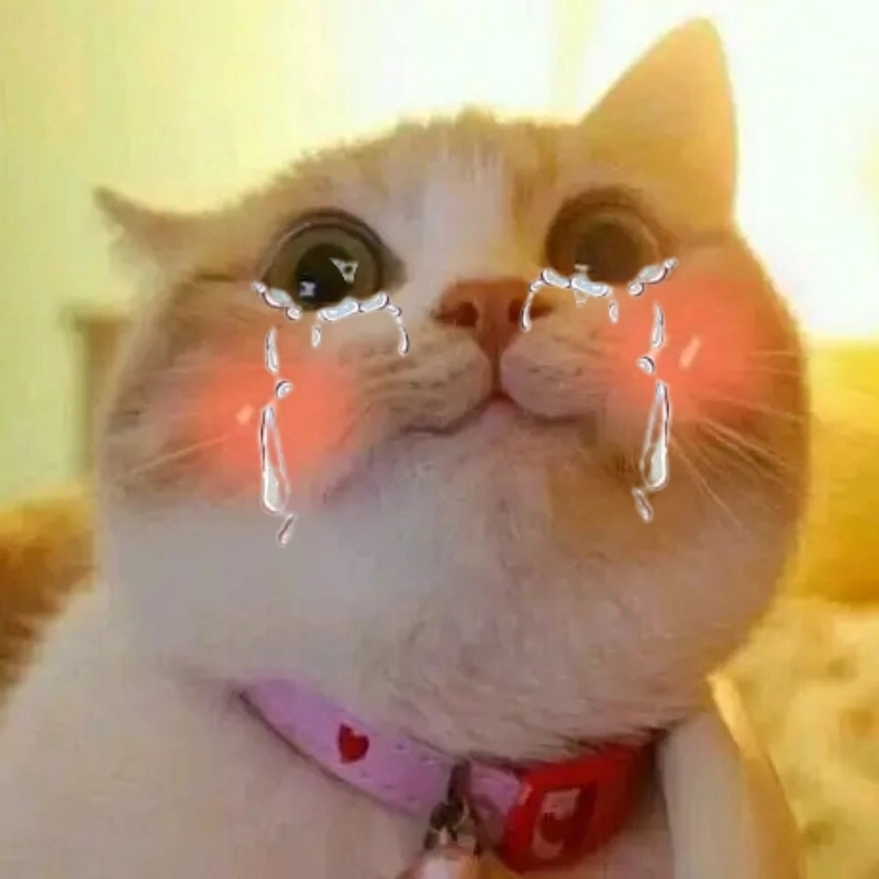 Chỉ cần nhìn meme mèo khóc cute là thấy dễ chịu
