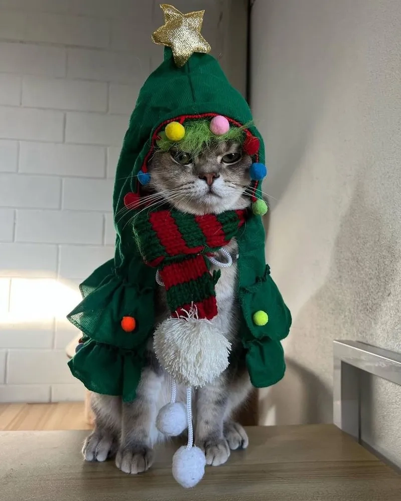 Meme mèo noel là gì?