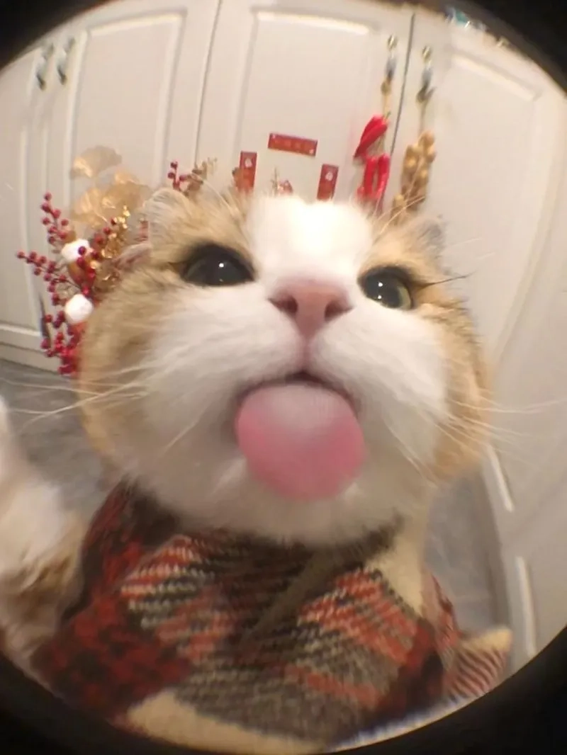 Cười thả ga với ảnh meme noel độc lạ cho mùa lễ hội