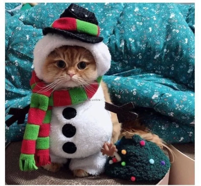 Đón Giáng Sinh với meme mèo noel cute dễ thương hết nấc