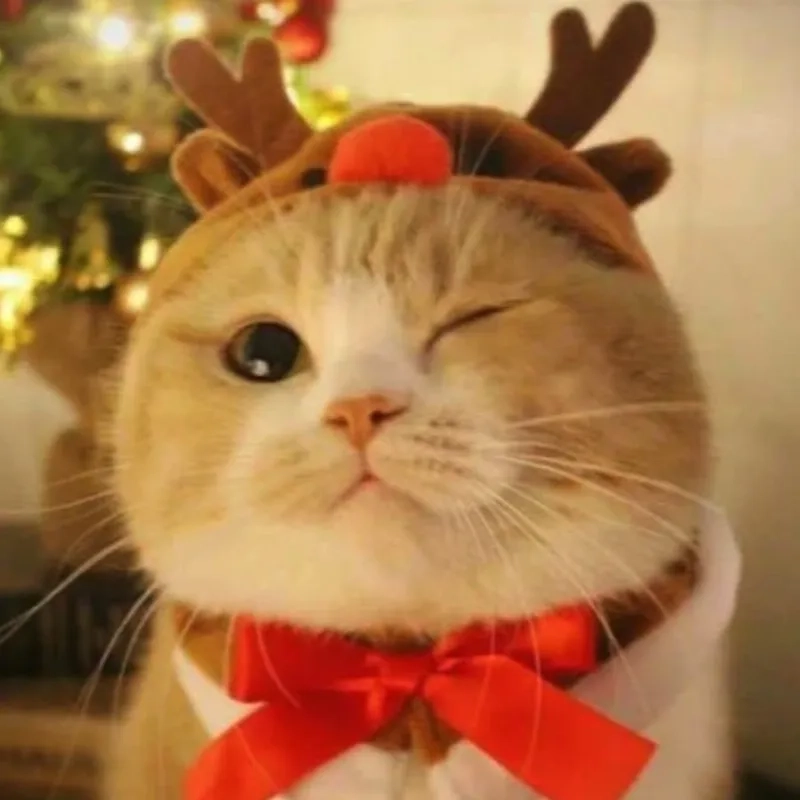 Thư giãn cùng meme noel cat vui nhộn cười không ngớt