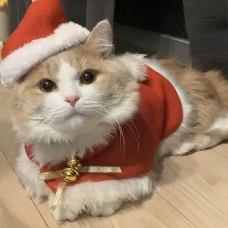 Bộ sưu tập hot nhất mùa đông chính là mèo meme noel