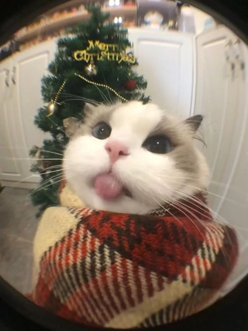 Trải nghiệm sự khác biệt với ảnh mèo noel vô tri meme