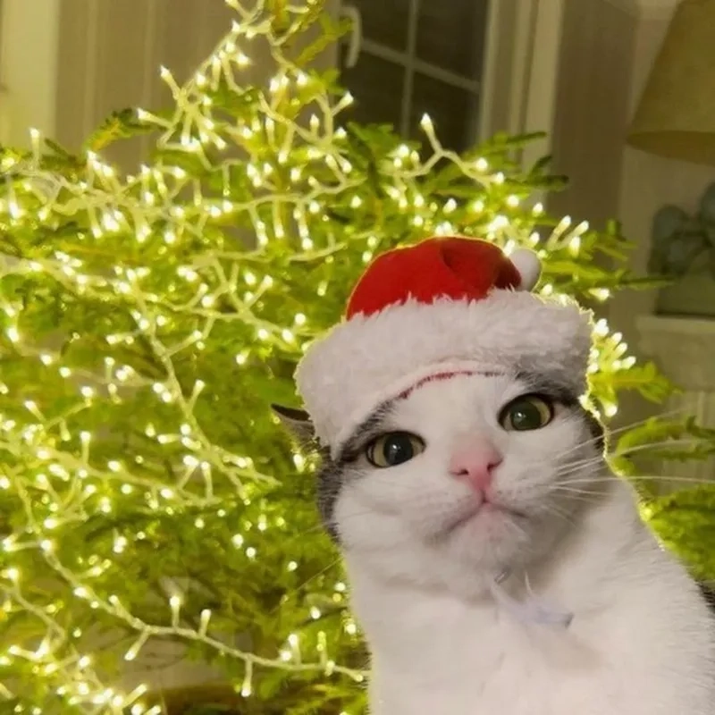 Ai cũng mê khi nhìn thấy con mèo meme noel đáng yêu