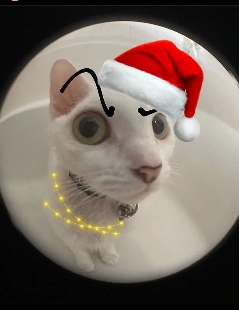 Bộ ảnh meme noel mới nhất cho mùa Giáng Sinh