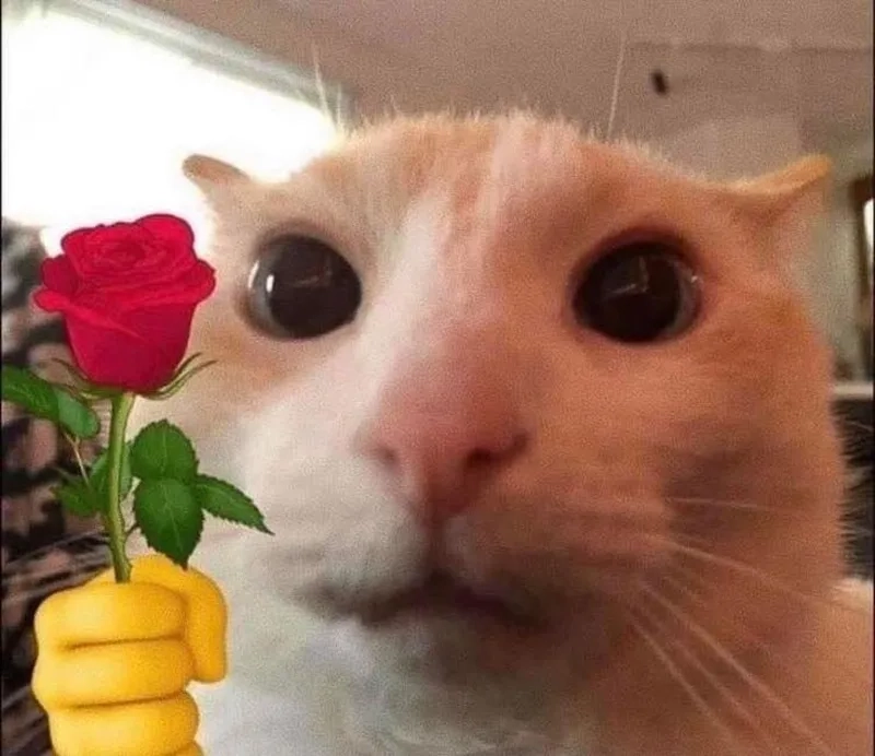Meme mèo tặng hoa là gì?