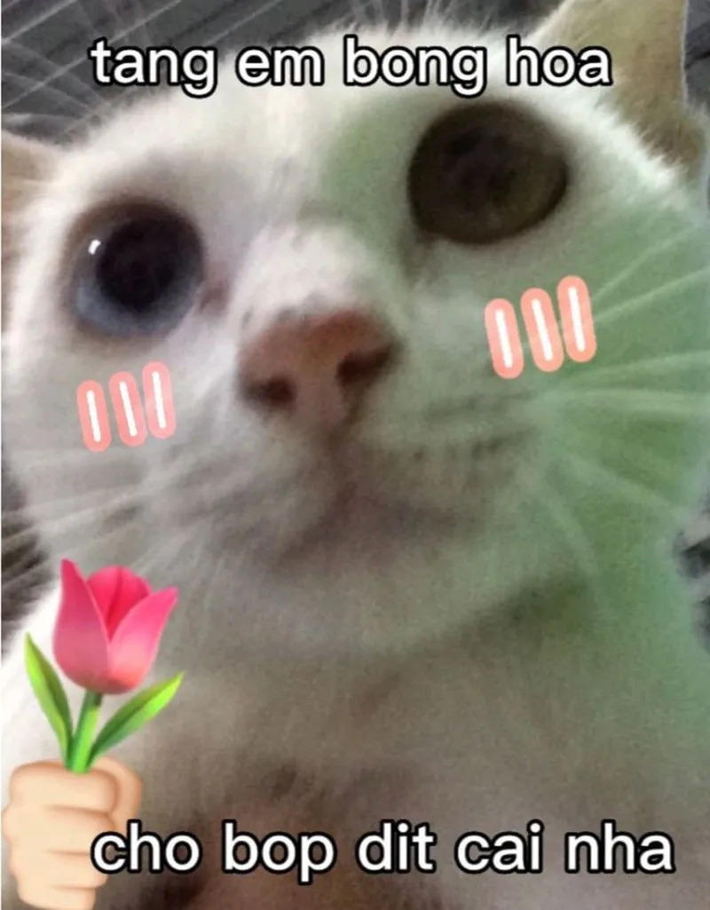Khi bạn nhận được meme mèo cầm hoa ai cũng phải tan chảy
