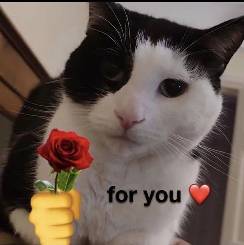 Ai cũng muốn một mèo tặng hoa meme trong ngày đặc biệt
