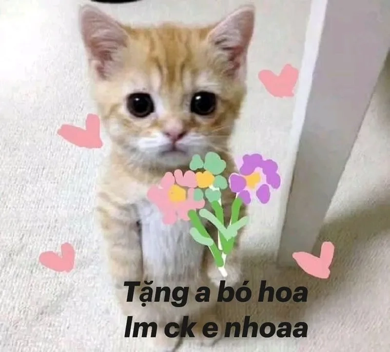 Gửi yêu thương qua cute meme mèo tặng hoa siêu dễ thương