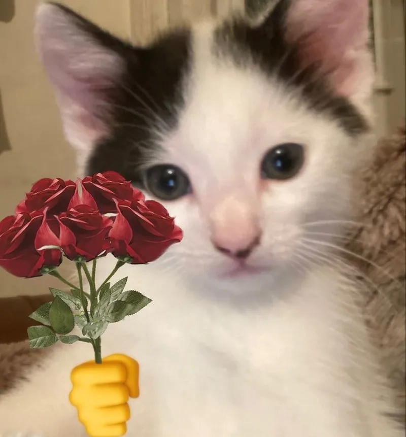 Ai cũng yêu meme con mèo tặng hoa siêu cute