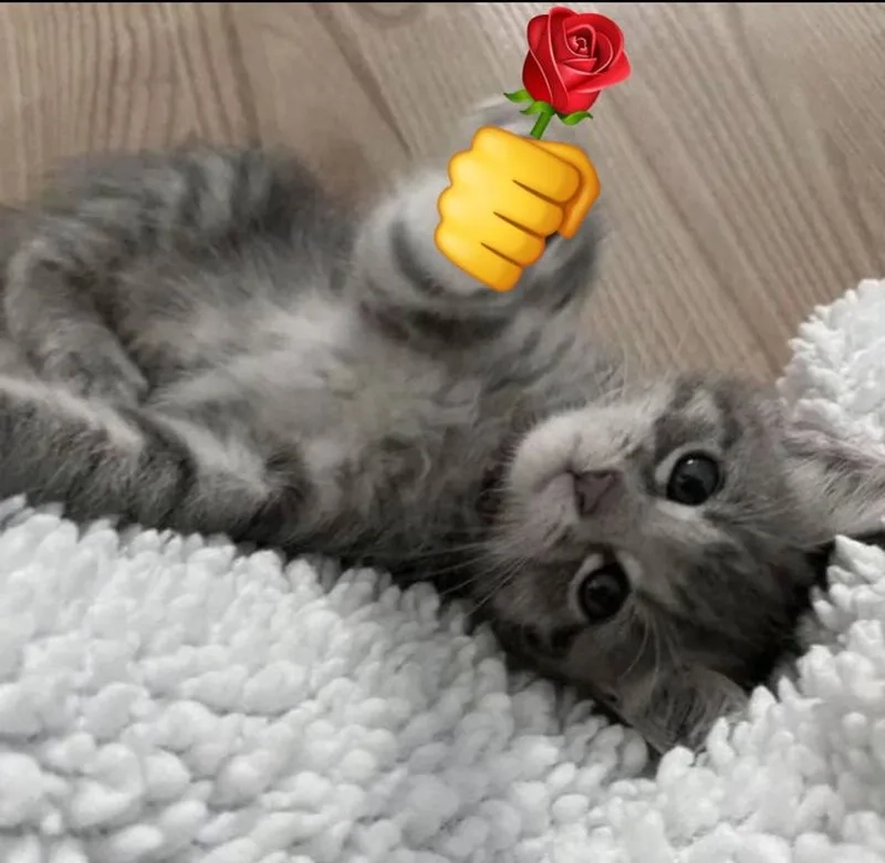 Xem ngay mèo meme tặng hoa để tâm trạng vui ngay