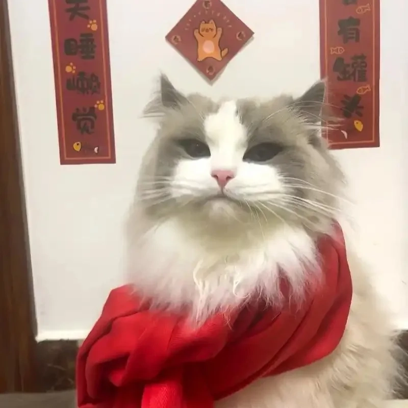 Meme mèo tết là gì?