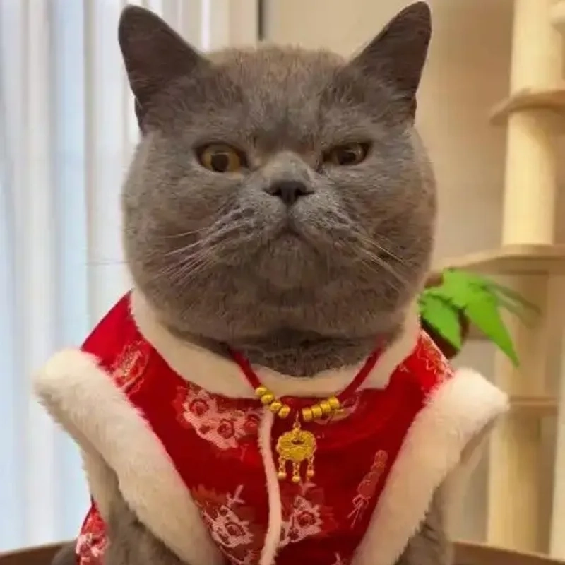 Chào năm mới cùng avatar mèo tết meme siêu dễ thương
