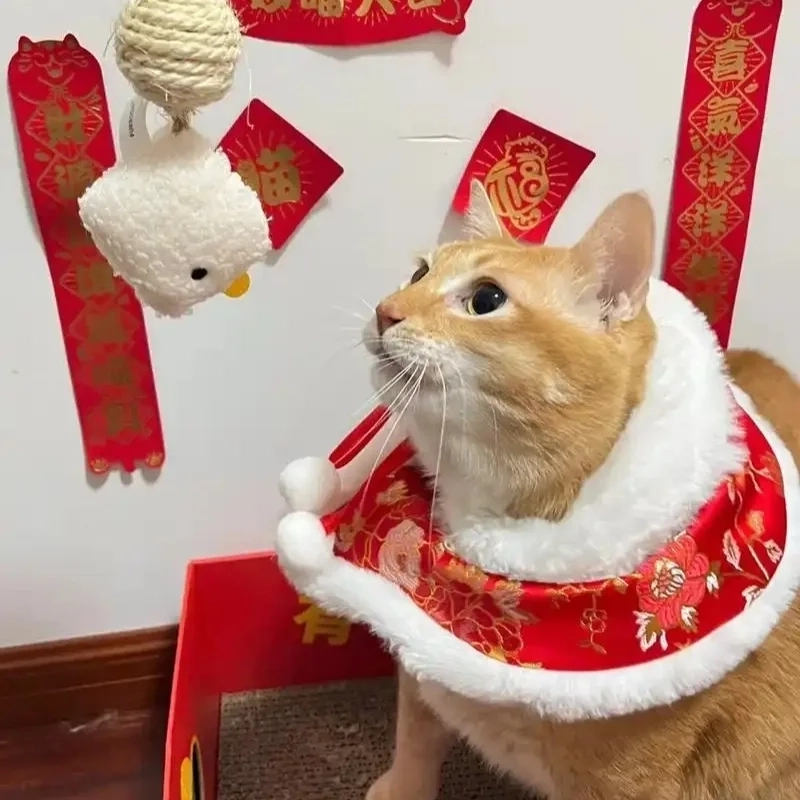 Cùng vui nhộn với avatar meme mèo tết mỗi ngày