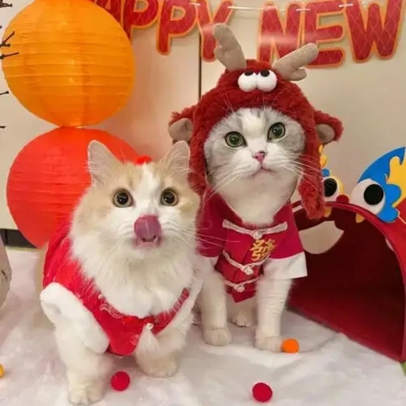 Làm mới profile bằng avt mèo tết meme đáng yêu