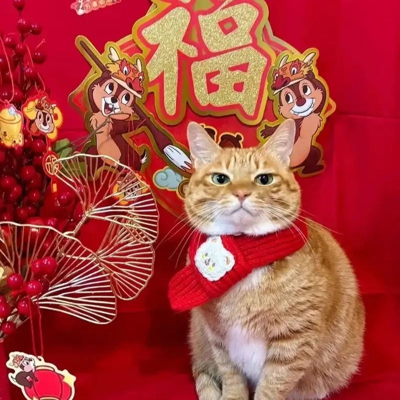 Trang trí mạng xã hội bằng avatar avatar mèo tết meme