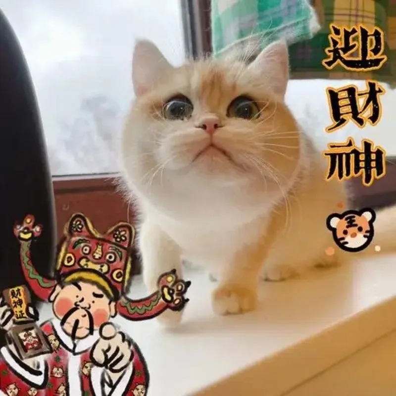 Khởi động năm mới bằng avt tết meme mèo vui nhộn