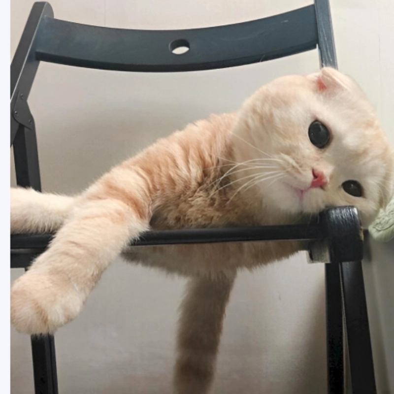 Khi cười mà vẫn thấy uể oải đó là meme mệt mỏi cute