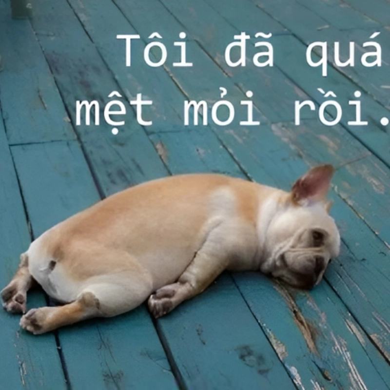 Khi học tập căng thẳng mà vẫn cố gắng là mệt meme