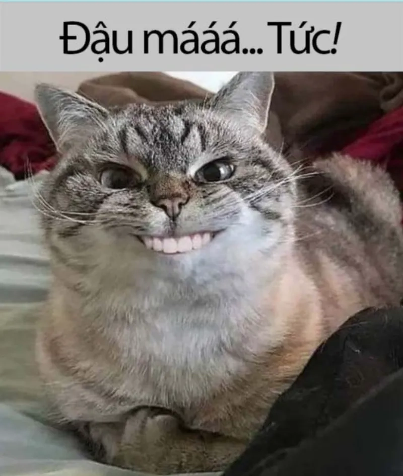 Nhìn biểu cảm này là hiểu ngay ảnh meme tức giận