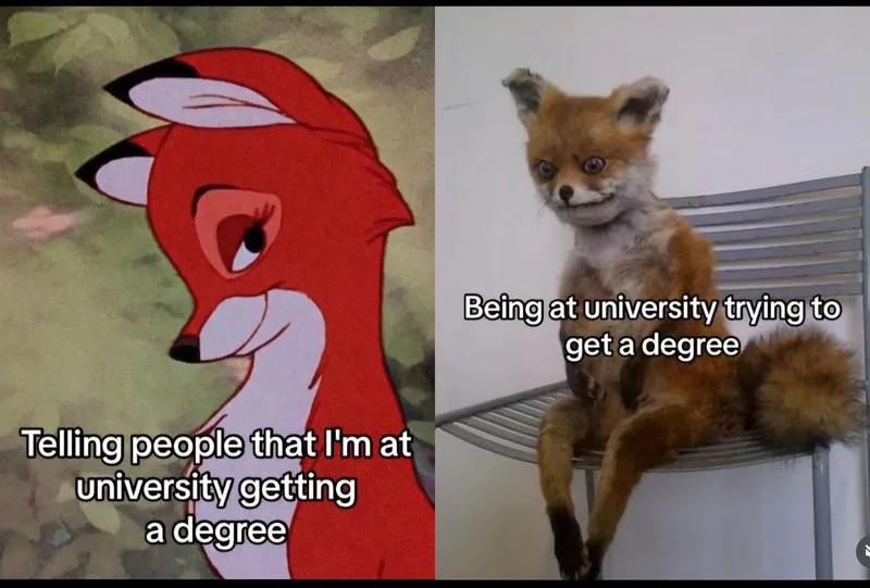Học tập cũng cần vui nhộn nhờ study memes