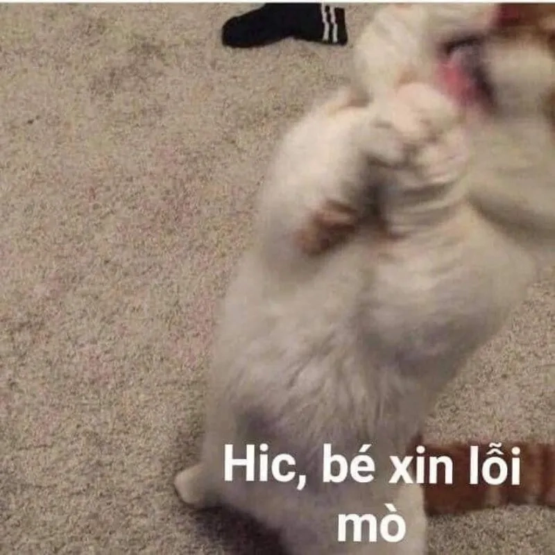 Nhắn ngay meme xin lỗi cute để làm hòa sau cãi vã