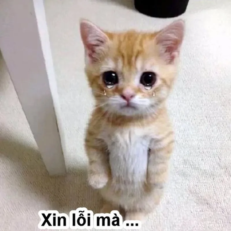 Chia sẻ meme xin lỗi ny để thể hiện tình cảm tinh tế