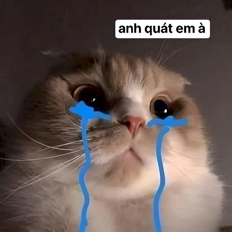 Lướt ngay bộ hình meme xin lỗi đáng yêu nhất hôm nay