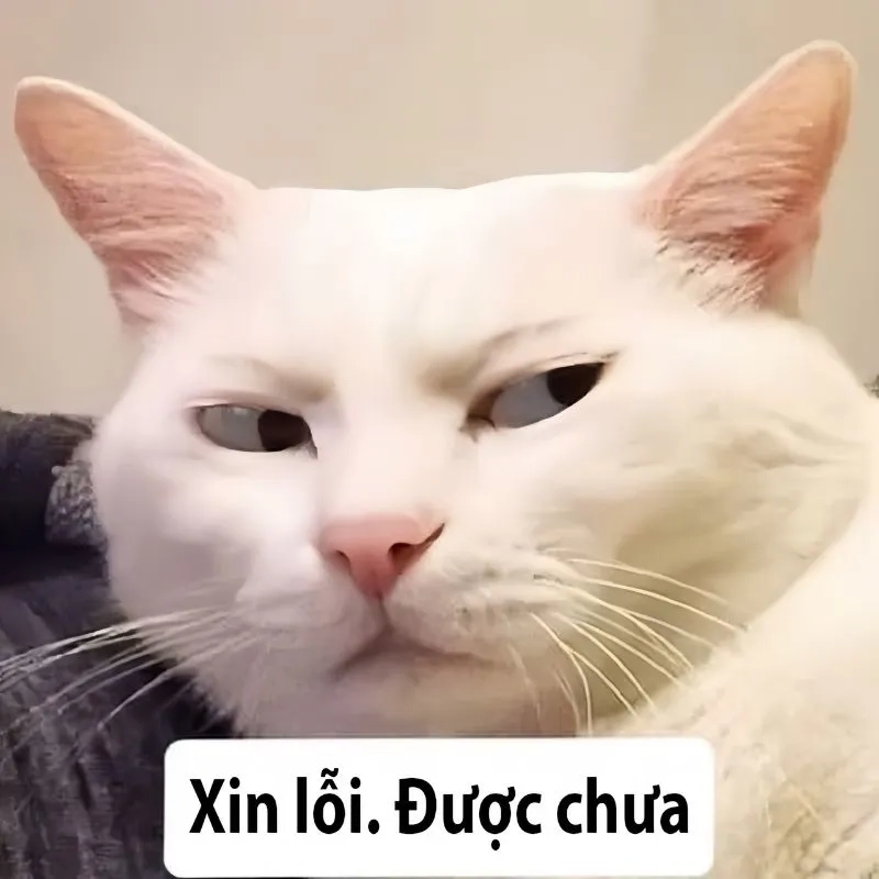 Dùng meme xin lỗi người yêu để hâm nóng tình cảm ngay lập tức