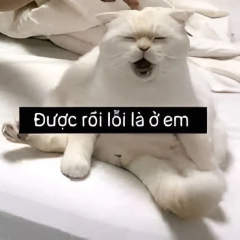 Bộ sưu tập ảnh meme xin lỗi độc lạ cho mọi tình huống