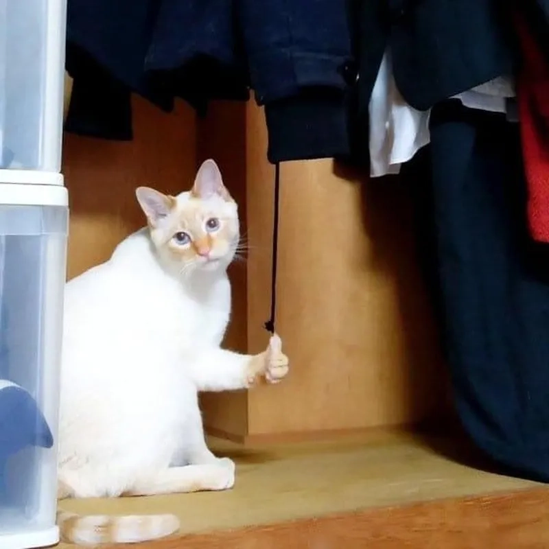 Bùng nổ tiếng cười cùng meme con mèo like siêu dễ thương